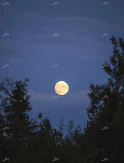 Moonrise in the Forest