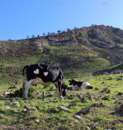 Jordanian Cows