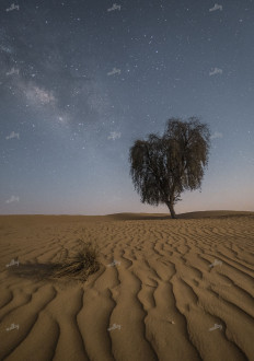 The Moonlit Desert