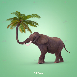 Elephant Palm Tree