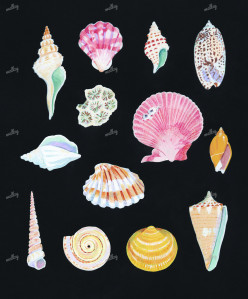 Shell collection