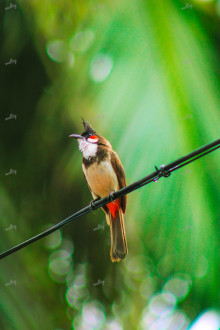 Red-whiskered bulbul