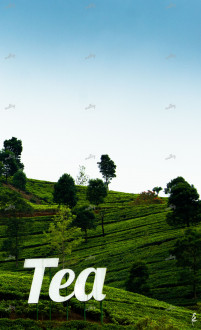 TEA FIELDS