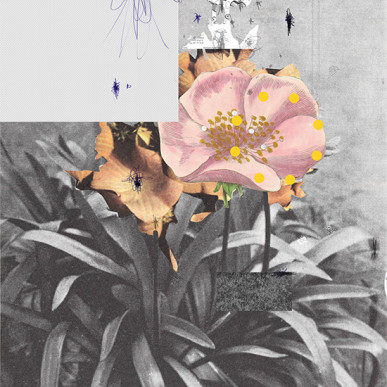 still life flowers and more